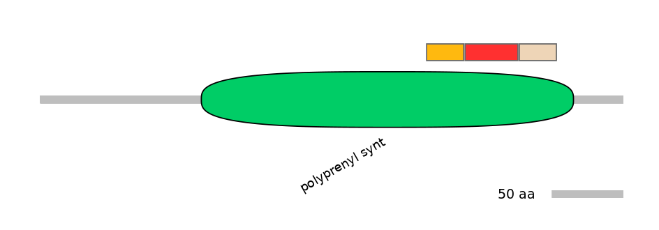 RnoEX0064699-INC