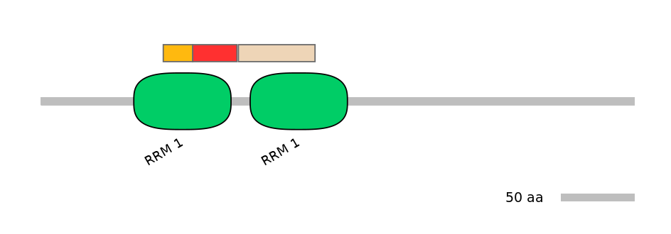 RnoEX0074739-INC