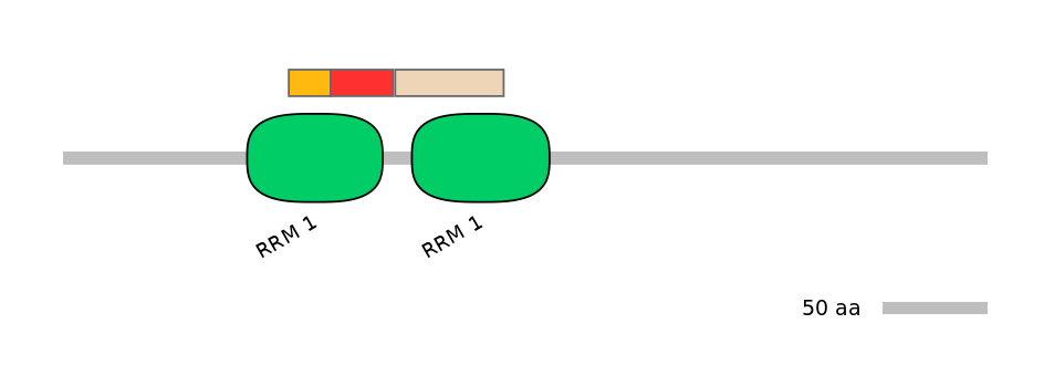 RnoEX0074762-INC
