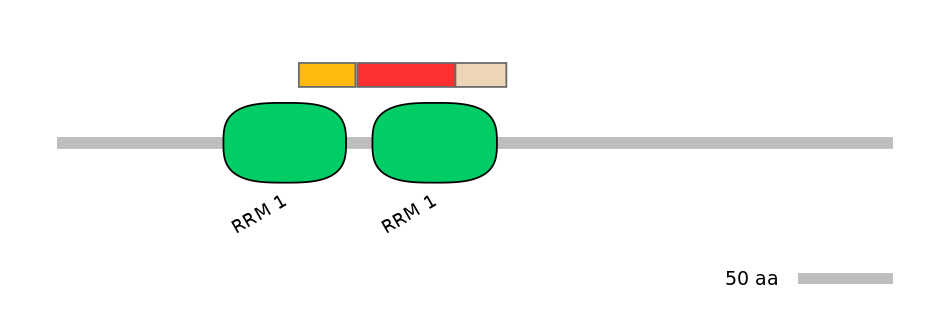 RnoEX0074763-INC