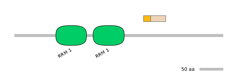 RnoEX0074768-EXC