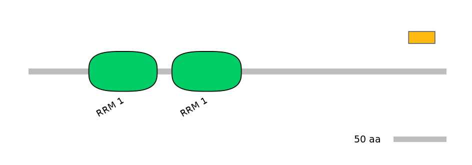 RnoEX0074771-EXC