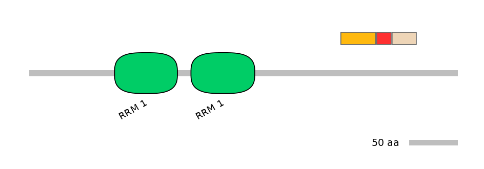 RnoEX0074774-INC