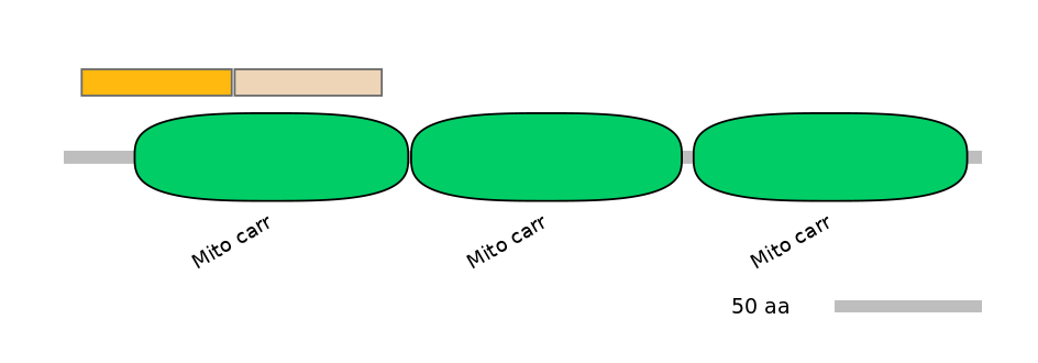 RnoEX0081952-EXC