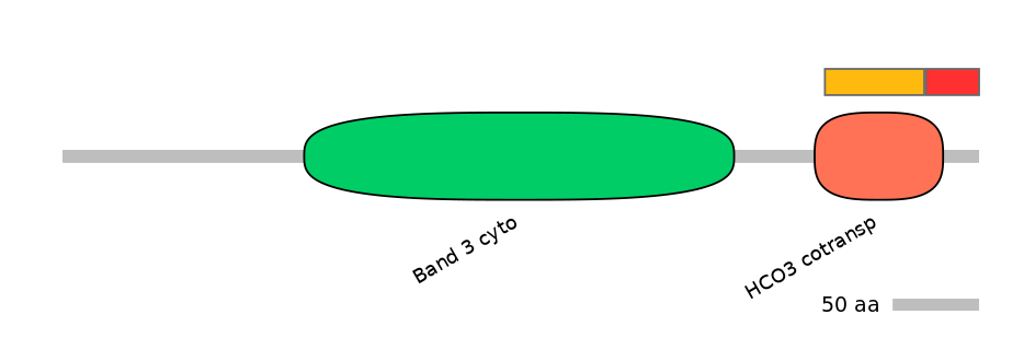 RnoEX0082831-INC