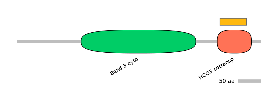 RnoEX0082832-EXC