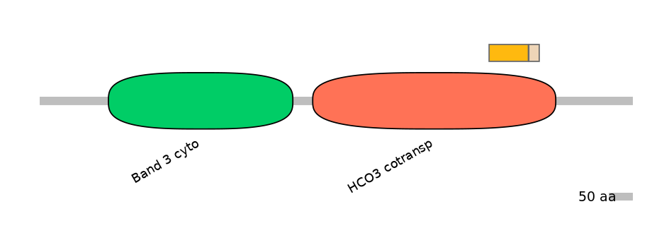 RnoEX0082862-EXC
