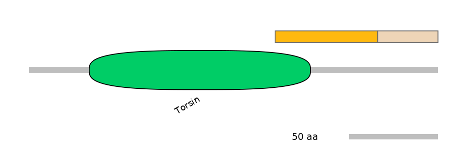 RnoEX0092843-EXC