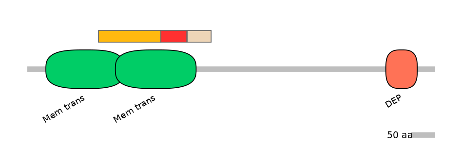 RnoEX6017430-INC