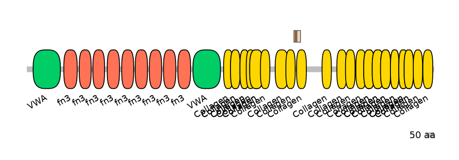 RnoEX6037779-INC