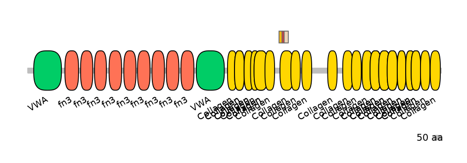 RnoEX6037785-INC