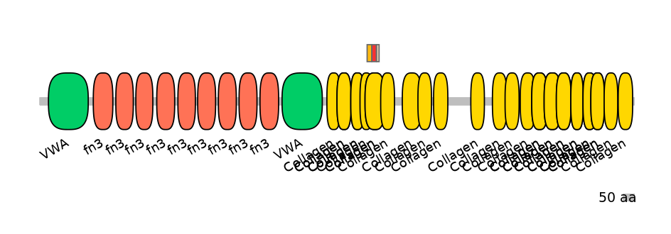 RnoEX6037794-INC