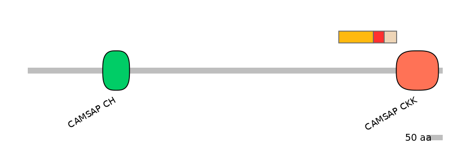 RnoEX6063134-INC