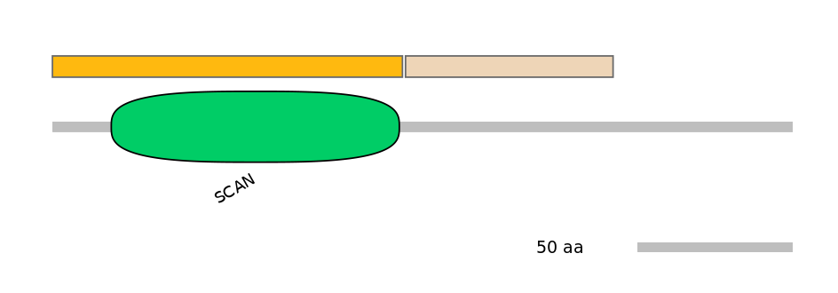 RnoINT0000339-EXC