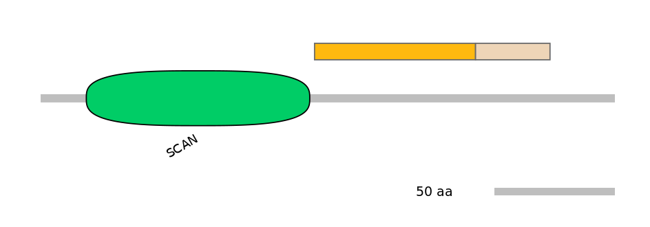 RnoINT0000340-EXC