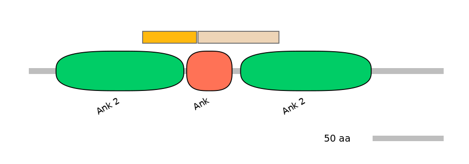 RnoINT0005719-EXC