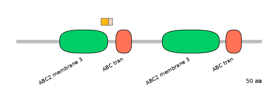 RnoINT0009951-EXC