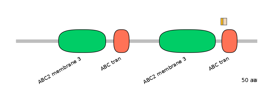 RnoINT0009981-EXC