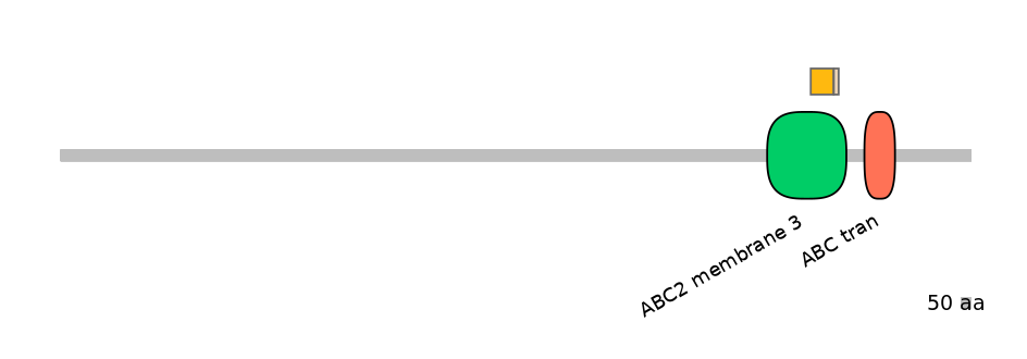 RnoINT0010036-EXC