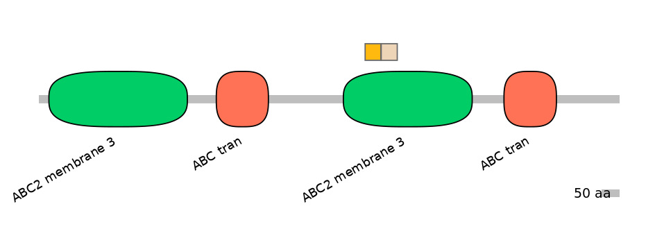 RnoINT0010325-EXC