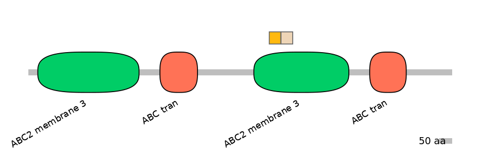 RnoINT0010448-EXC
