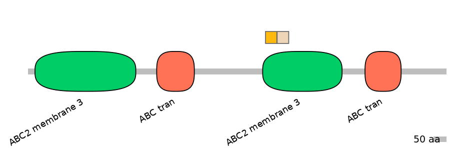 RnoINT0010485-EXC