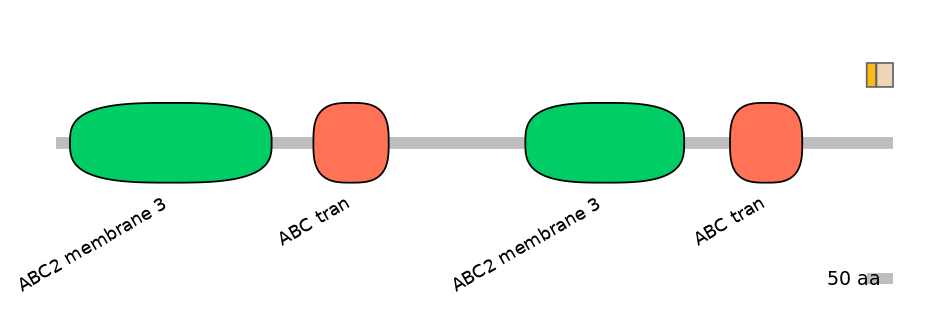 RnoINT0010505-EXC