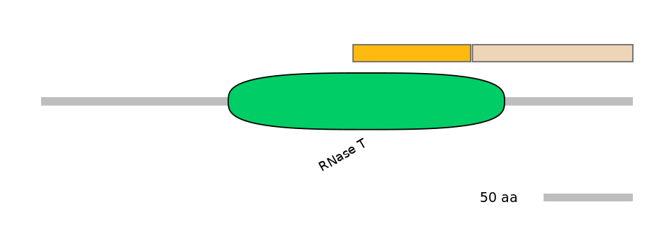 RnoINT0014676-EXC
