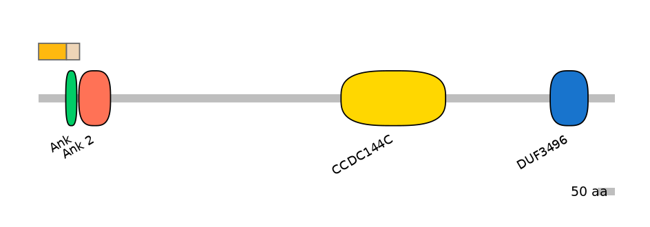 RnoINT0017740-EXC