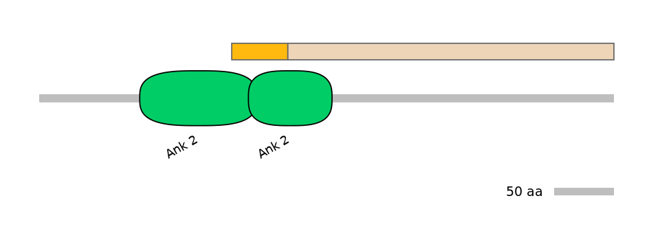 RnoINT0017834-EXC