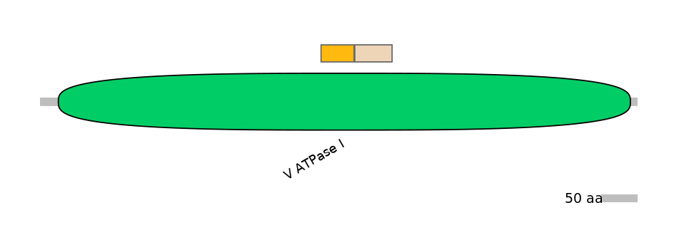 RnoINT0023446-EXC