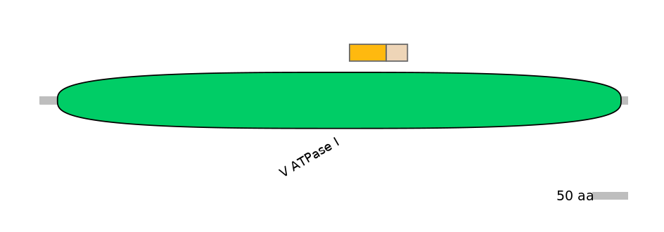 RnoINT0023447-EXC