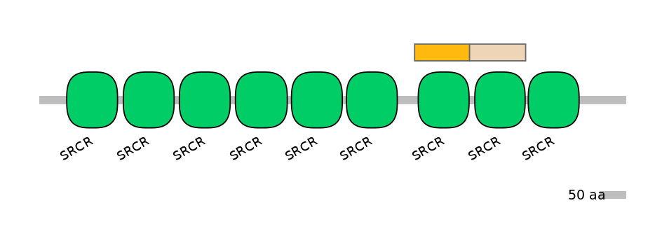 RnoINT0031929-EXC