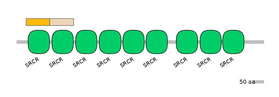 RnoINT0031936-EXC