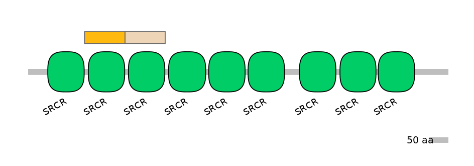 RnoINT0031937-EXC