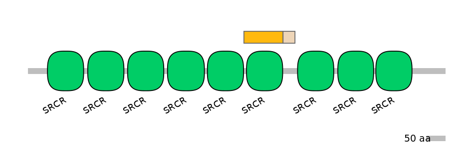RnoINT0031941-EXC