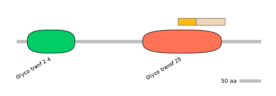 RnoINT0034827-EXC