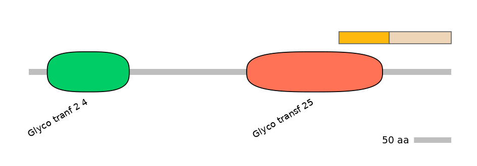 RnoINT0034828-EXC