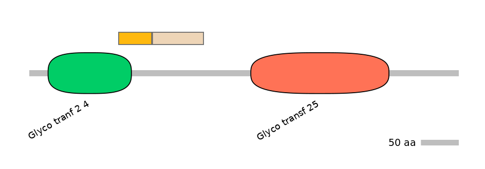 RnoINT0034832-EXC