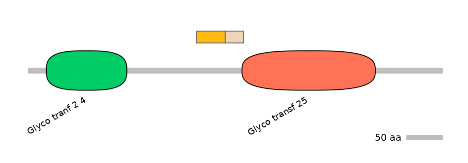 RnoINT0034834-EXC