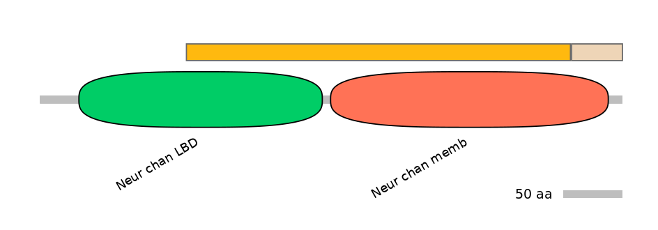 RnoINT0036303-EXC