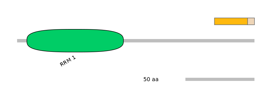RnoINT0036592-EXC
