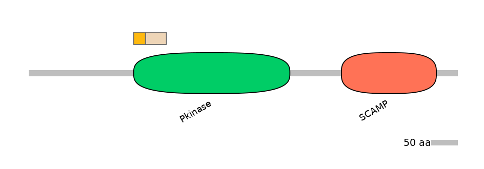 RnoINT0037384-EXC