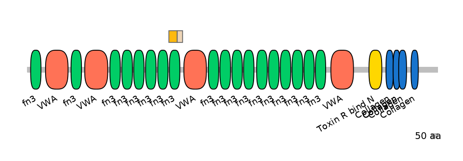 RnoINT0038905-EXC