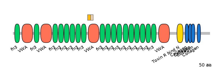 RnoINT0038907-EXC
