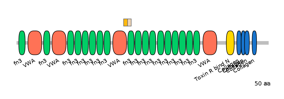 RnoINT0038911-EXC