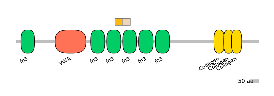RnoINT0039316-EXC