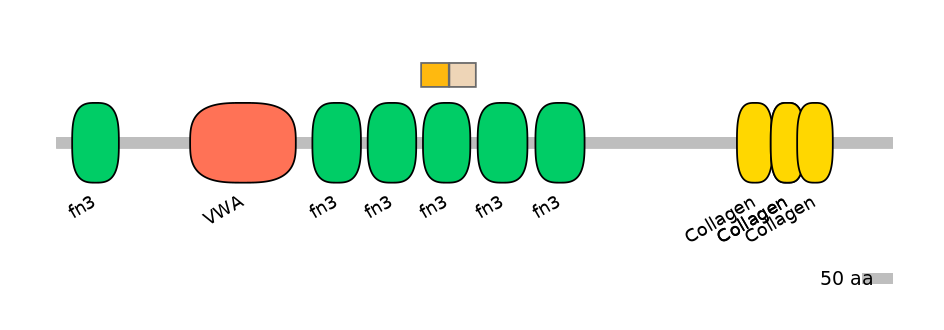 RnoINT0039317-EXC