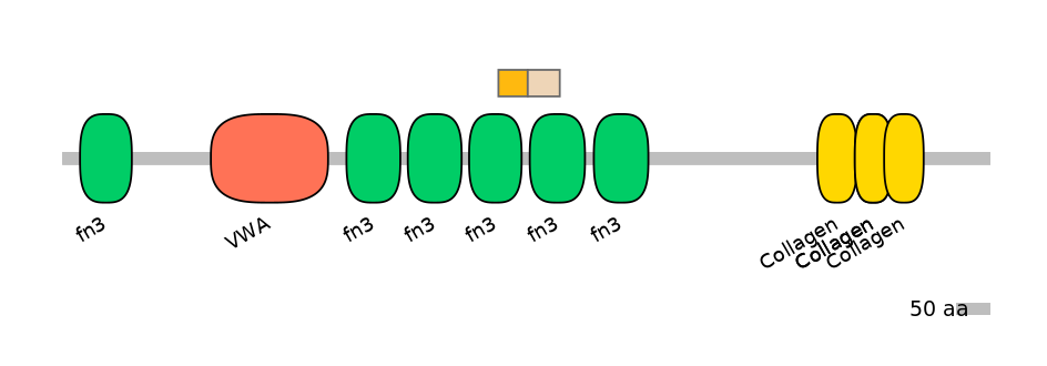 RnoINT0039318-EXC