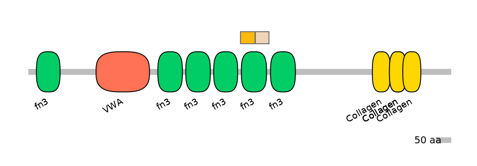 RnoINT0039319-EXC